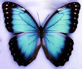 Mariposa azul